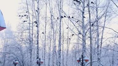 灰鸽子站在一根带着白雪的树枝上.. 一群鸟特写.. 冬天的动物。 霜冻的树木